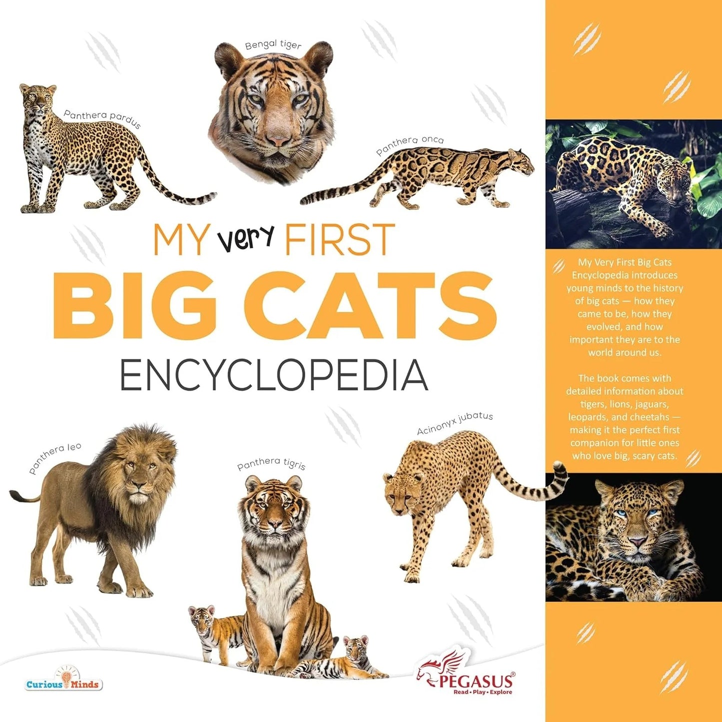 My Very First Big Cats EncyclopediaÅ¸?? Explore Lions, Tigers, Cheetahs & More!